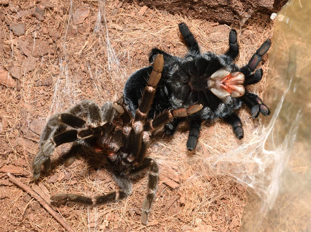 Brachypelma vagans după năpârlire